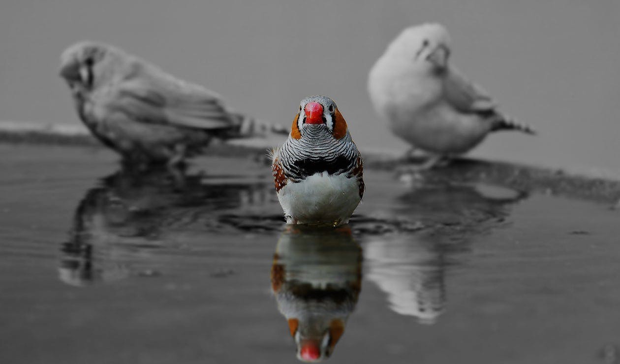 Darwin’s Finches: Natural Selection