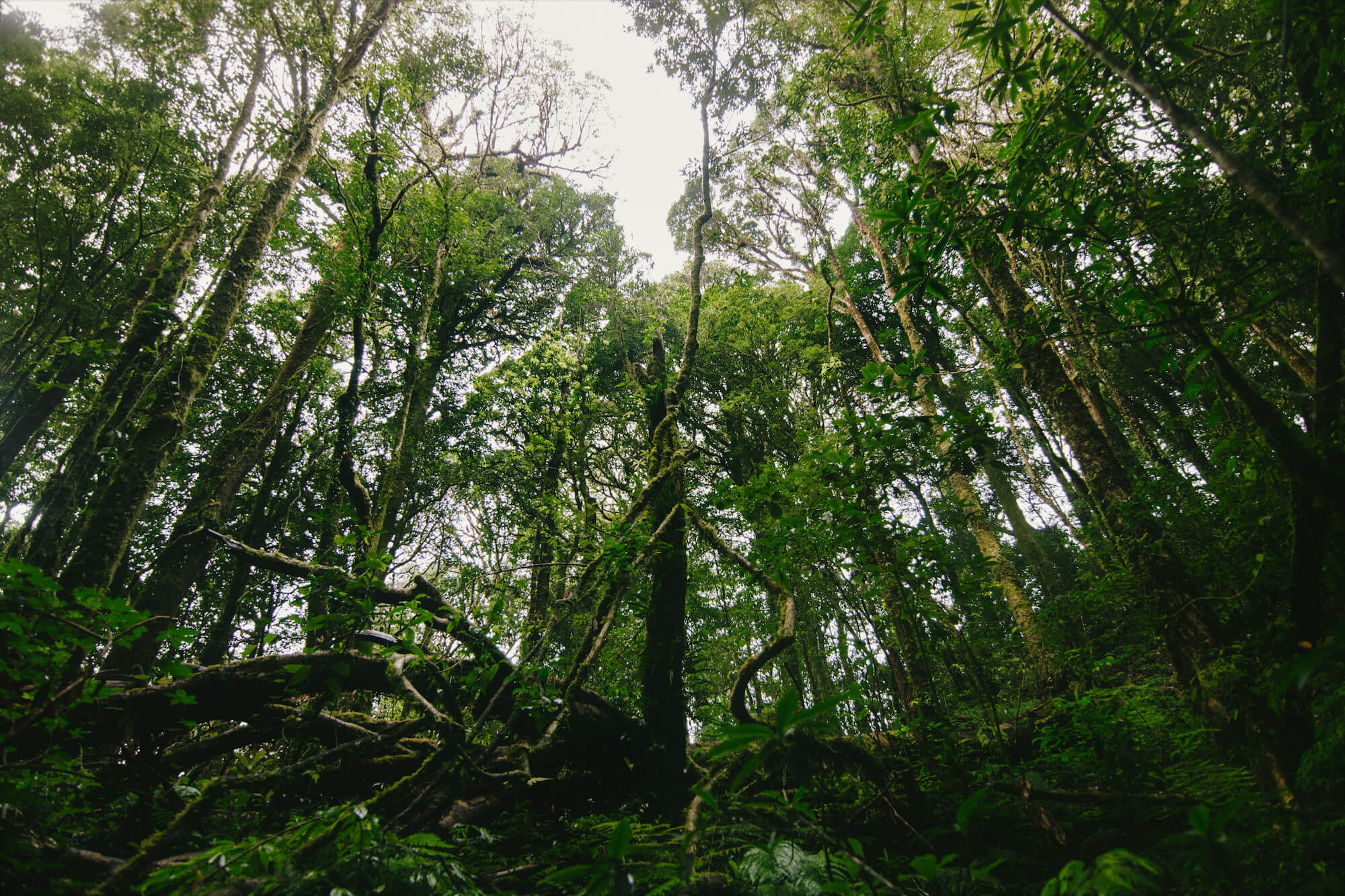 Brazil Nut Tree
