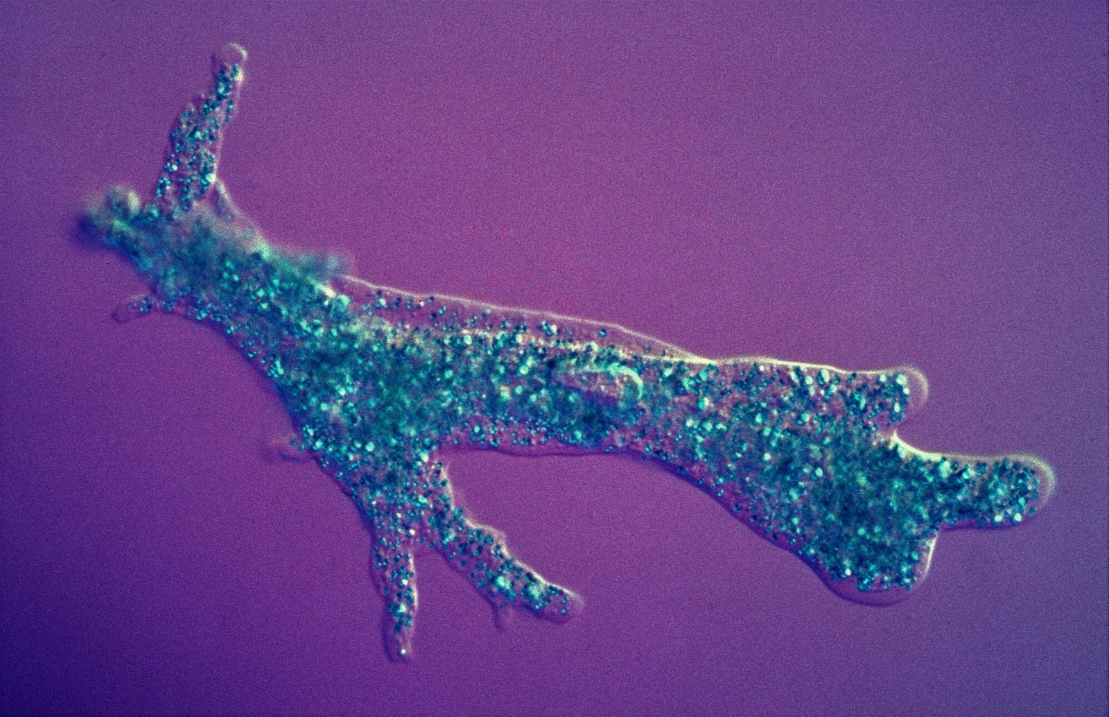 Cytoskeletal Proteins in Amoeba