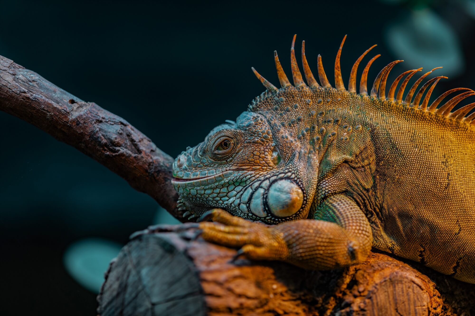 The Sailing Iguanas: A Mini Case in Speciation