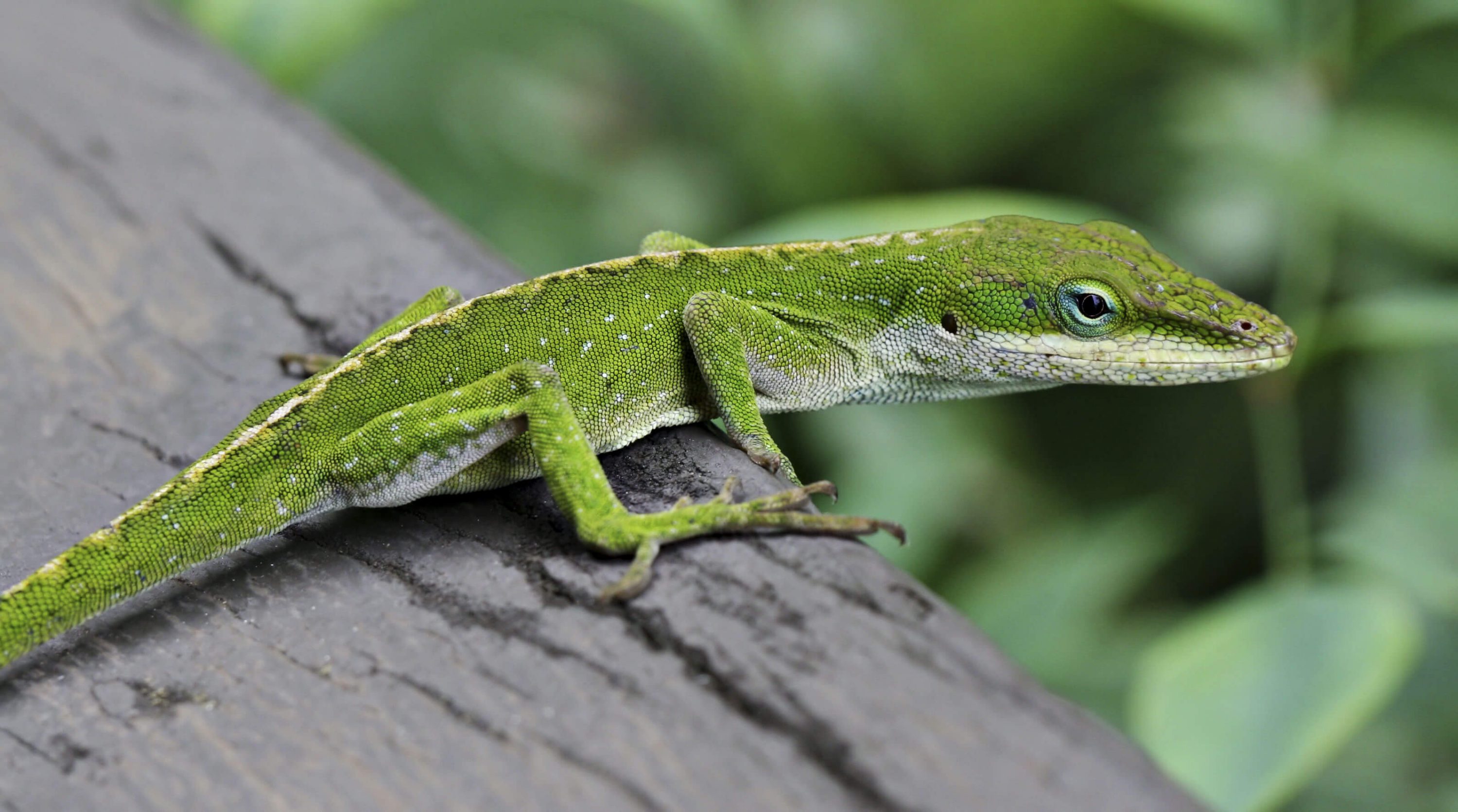 Rock Paper Scissors Lizard
